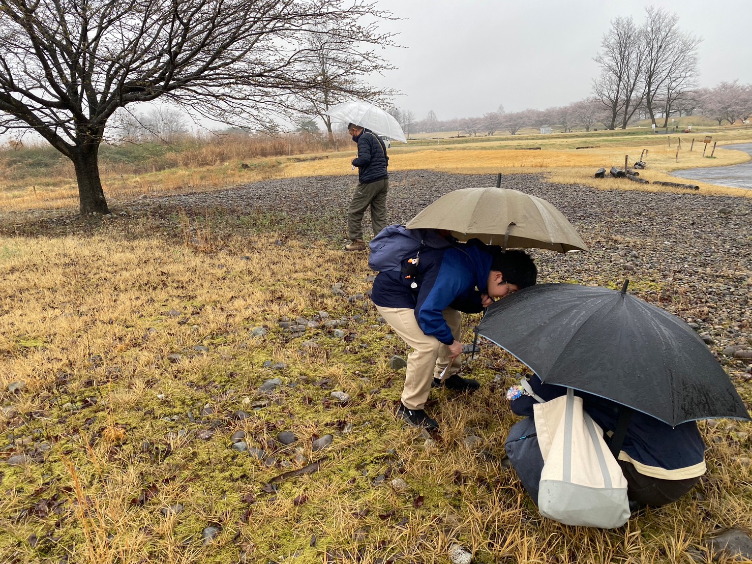 ミヤコグサ第1管理地でミヤコグサを観察