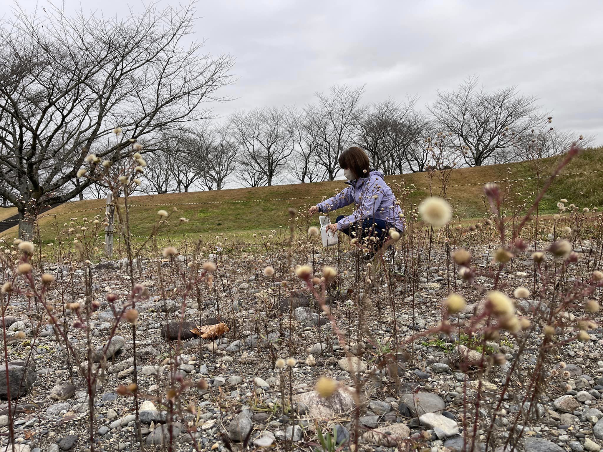 茎が低いものも取ります