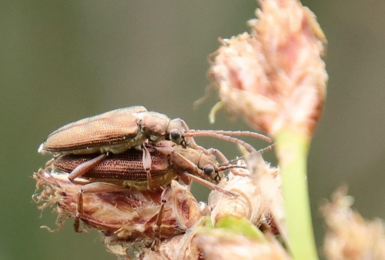 ペアリング個体２