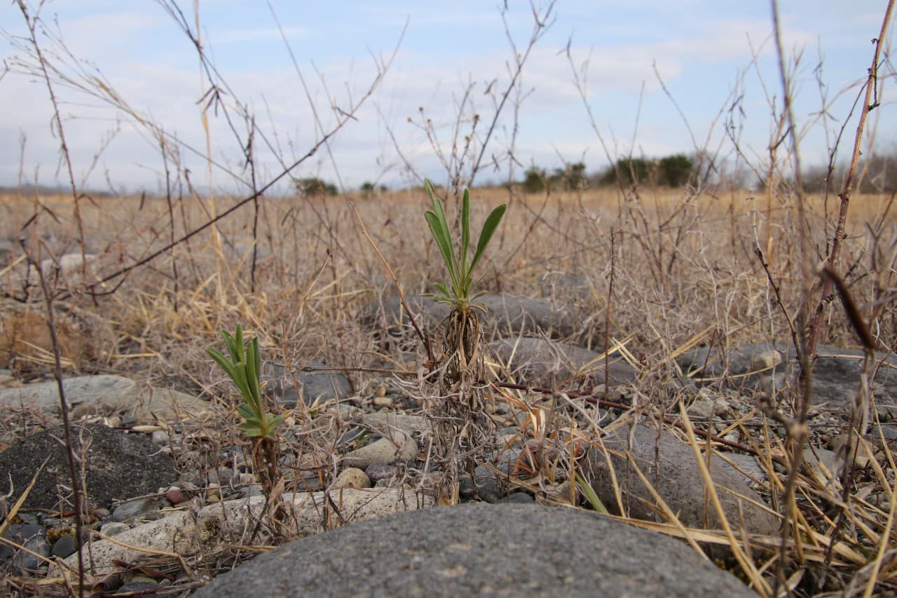 昨年発芽のカワラノギク