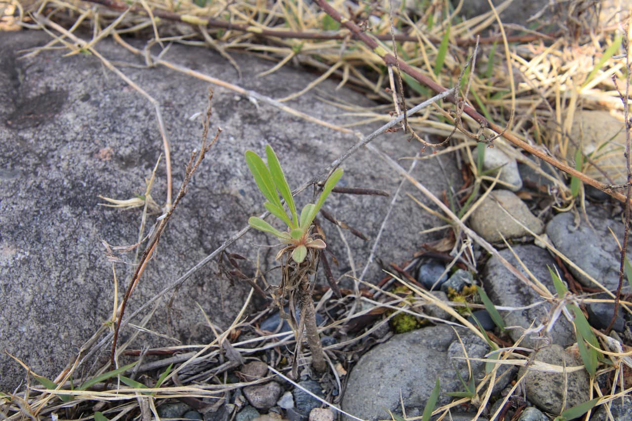 昨年発芽のカワラノギク