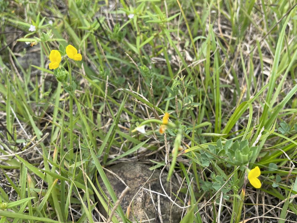 細々とミヤコグサが咲いています