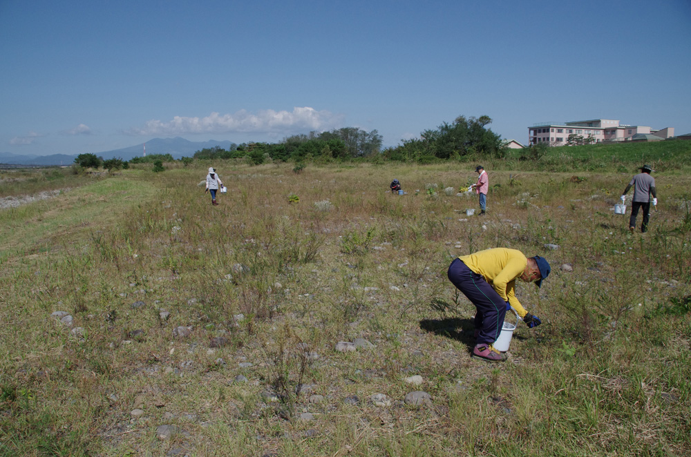 ｼﾅﾀﾞﾚｽｽﾞﾒｶﾞﾔの駆除作業